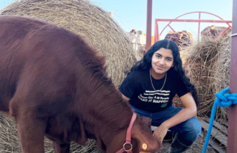 South Texas ISD Freshman Matthew Loya Preparing Breeding Heifer for RGV Livestock Show