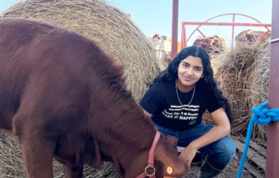 South Texas ISD Freshman Matthew Loya Preparing Breeding Heifer for RGV Livestock Show