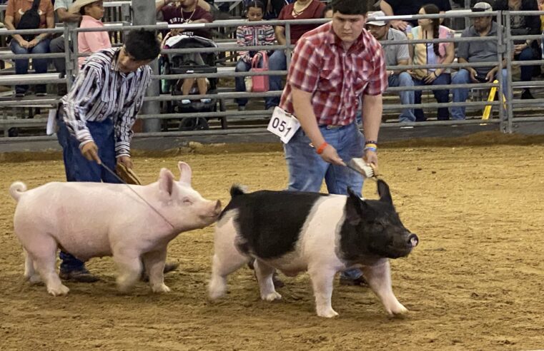 Edinburg FFA’s Roman Palomo Balances Livestock Projects, School and Varsity Football