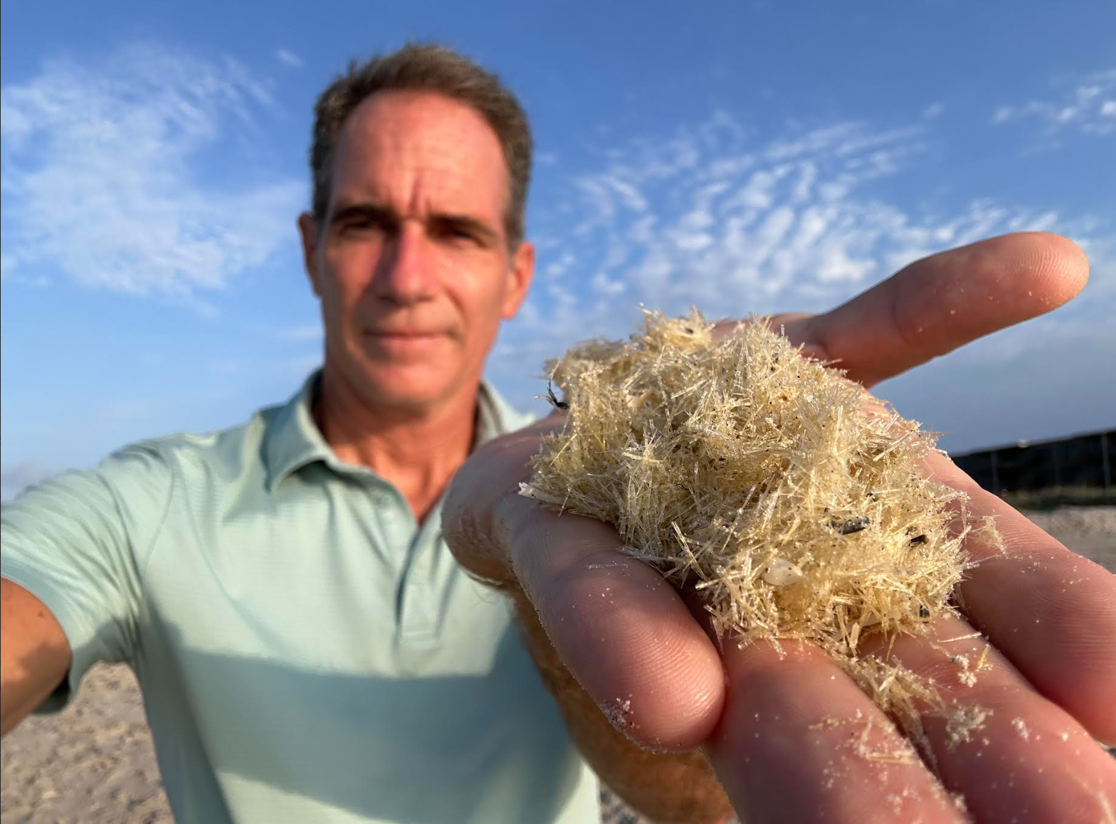 Millions of Sea Butterflies Wash Ashore